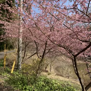 またまた桜のサムネイル